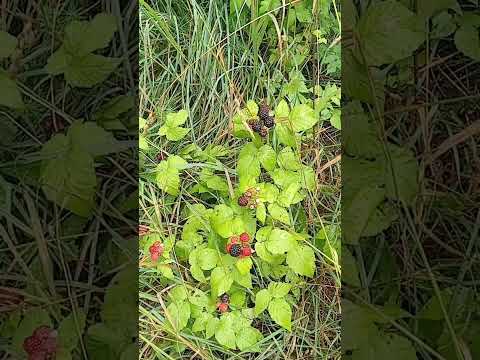 Wild Black Raspberries 2