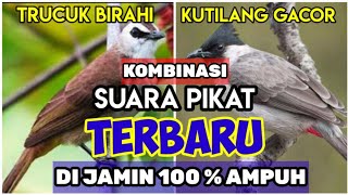 Download lagu MP3 SUARA PIKAT TRUCUK KUTILANG AMPUH mp3