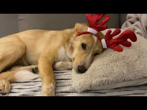 Happy Piano Christmas medley