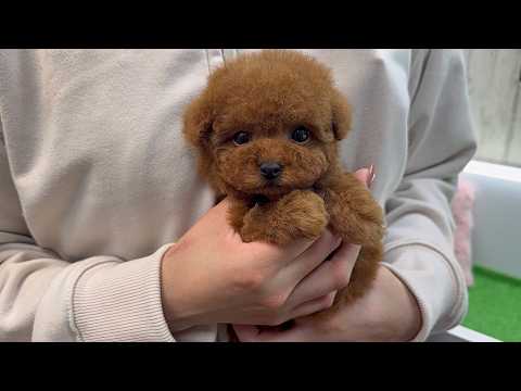 YouTube動画のサムネイル