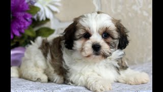 Video preview image #1 Zuchon Puppy For Sale in GORDONVILLE, PA, USA