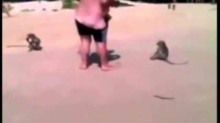 Monkeys vs Fat Bastard