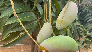 Amazing mangoes #usa #tropicalfruit #fruitsworld #fruitcutting #fruit #fruitnation