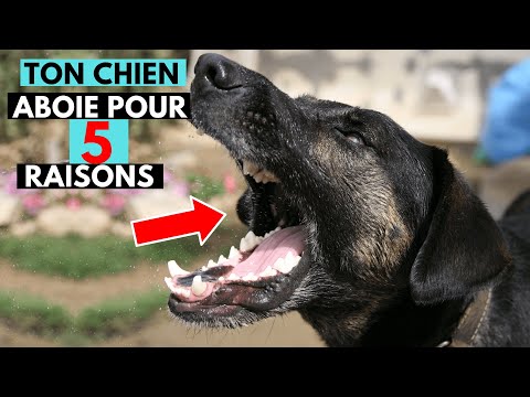 Pourquoi Mon Chien Aboie Sur Les Gens 👉 Découvrez Les 5 Vraies Raisons