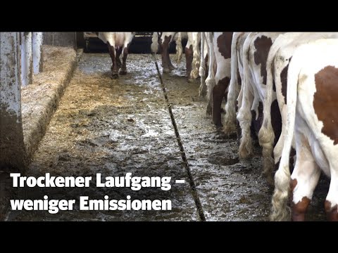 Festmist trotz Laufstall