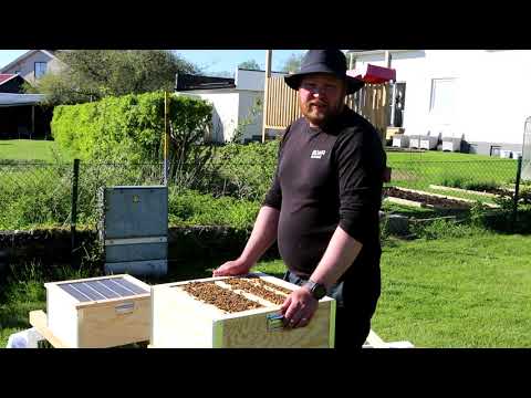 2021 05 29 Bigården vilka bin är de BÄSTA!?