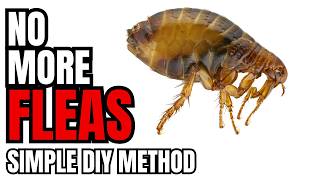 How To Get Rid Of FLEAS | 100% Effective And Pet Safe