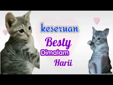 Kucing  Lucu penghilang jenuh di malamhari