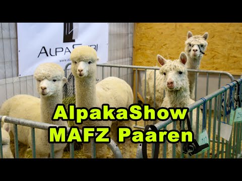 Die Alpaka  Show im MAFZ Paaren