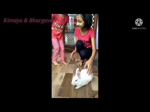 Kimaya and Bhargavee with rabbit🐇🐰#viralvideo