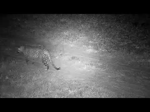 Djuma: Leopard-Tlalamba female quietly walks by the cam - 05:43 - 06/02/2022