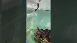 Cold-blooded and ruthless: Alligator Snapping Turtle