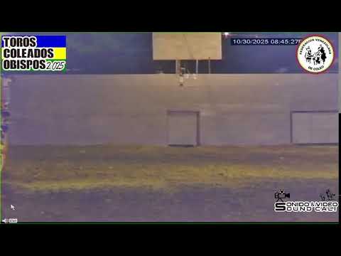 🤠TOROS COLEADO EN VIVO 📍Obispos - Barinas