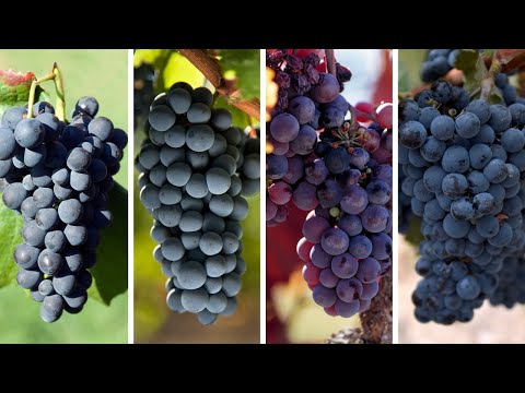 The 4 Fundamental RED GRAPE Varieties: A Sommelier's Guide