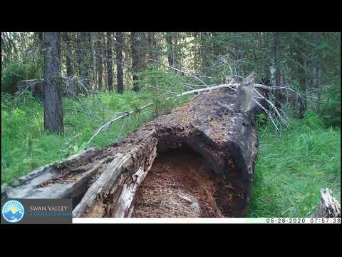 Ruffed Grouse Drumming - May 2020