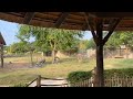 Arabian Oryx Zebra In Safari Park In Dubai Zoo