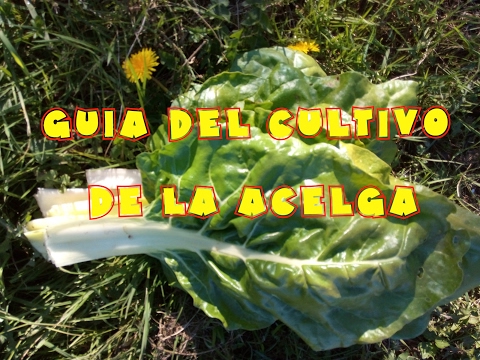 , title : 'Guia del cultivo de acelga (tuhuertofacil.es)'