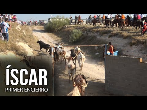 Emocionante Primer Encierro a Caballo Íscar 2024