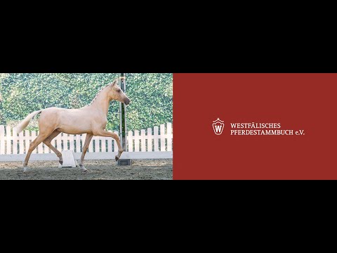 Trailer - 96. Online-Auktion Ponyfohlen