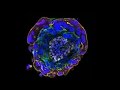 Human Embryo Research: Opening the “Black Box”