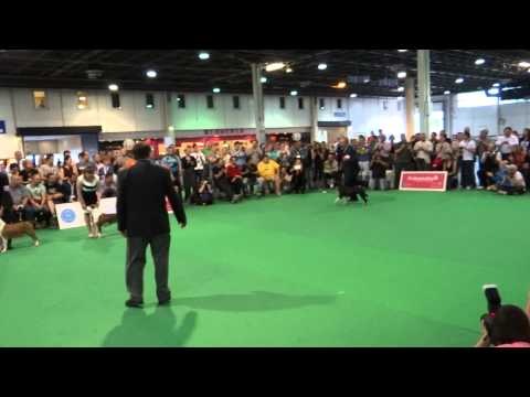 Word Dog Show 2013 , American Staffordshire Terrier , BOB