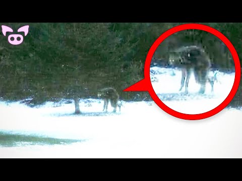 Are These Real Cryptids Caught on Camera?