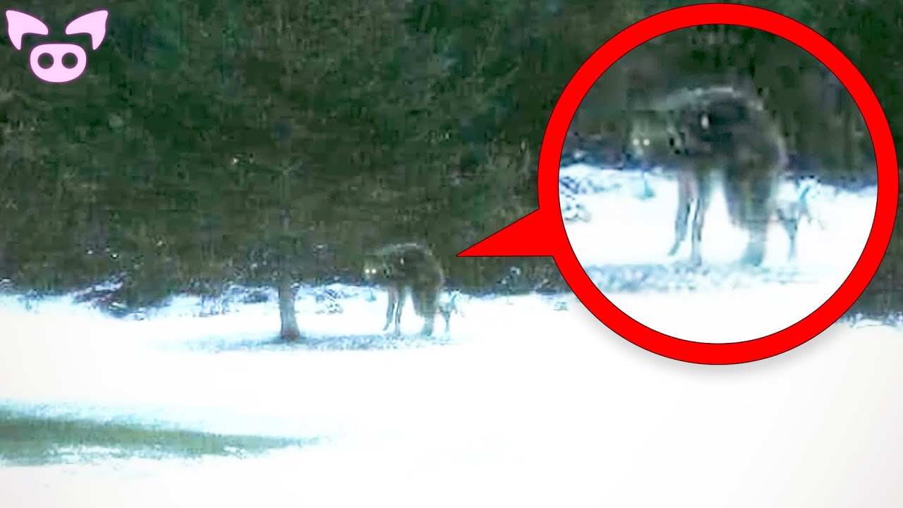 Are These Real Cryptids Caught on Camera?