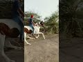 Goda Goda Horses