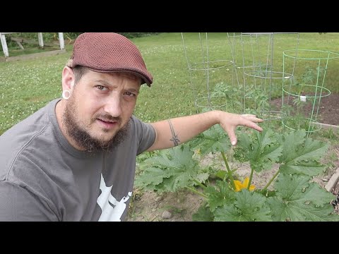 What To Grow On An Urban Homestead