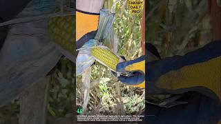 A Smart Farming Hack Every Corn Farmer Should See #harvest #agriculture#vegetables#smart #ideas #fyp