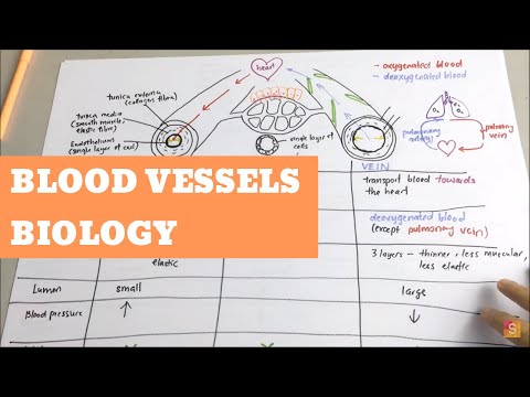 Biology - Blood Vessels Video