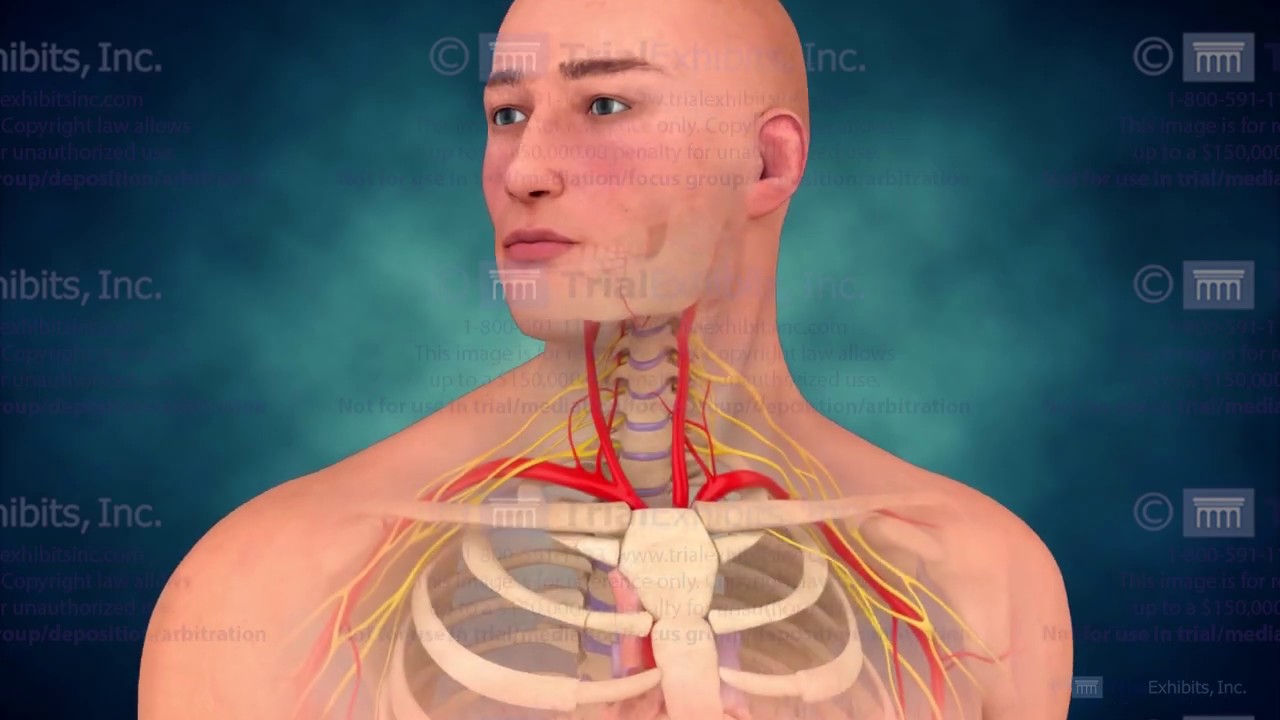 Ultrasound Guided Supraclavicular Block - Combining 2D Illustrations and 3D Animations