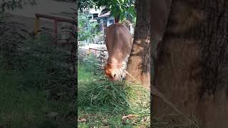 Download lagu Sapi Makan Rumput mp3