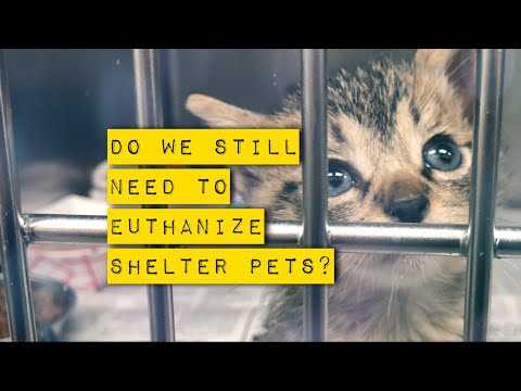 Do we still need to euthanize shelter animals?