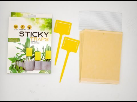 How to eliminate and control the fruit flies on houseplant? --  Pestman sticky trap for Horticulture
