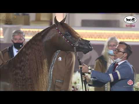 N 235 FALAH AL SHAQAB   Katara International Arabian Horse Festival   Stallions 7 10 Years Old Class