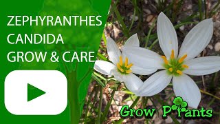 Zephyranthes candida - grow & care (Autumn zephyrlily)