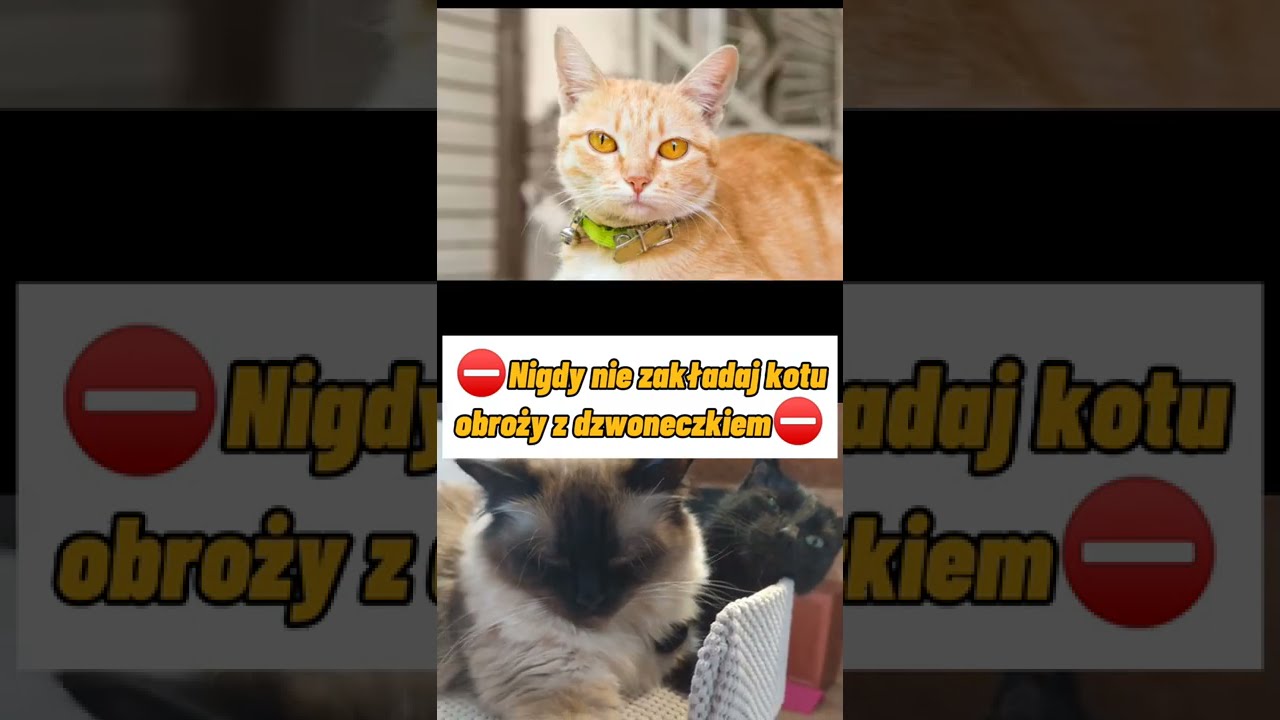 Nigdy nie zakładaj tego swojemu kotu