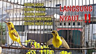 Download lagu SOGON IJOAN NGRIWIK‼, KURANG DARI 1 MENIT SOGON IJOAN / TROTOL MANAPUN LANGSUNG NYAUT DENGAR INI mp3