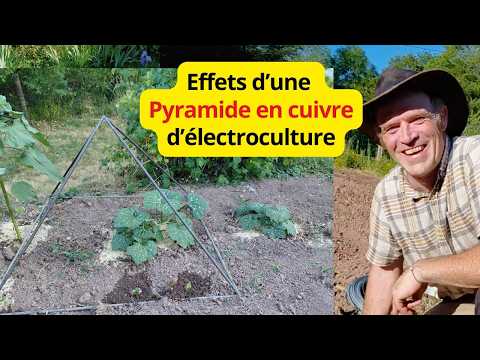 Énorme effet d'une pyramide en cuivre d'électroculture au potager sur le butternut et tournesols.