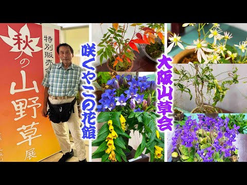 園芸 山塊の草