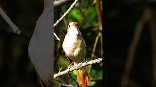 Download lagu SUARA TEMBAKAN BURUNG SIKATAN LONDO DI HUTAN | NIGHTINGALE #birds #shorts #sikatanlondo #nightingale mp3 Download lagu SUARA TEMBAKAN BURUNG SIKATAN LONDO DI HUTAN | NIGHTINGALE #birds #shorts #sikatanlondo #nightingale mp3