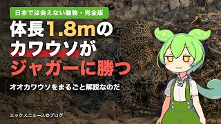 体長1.8mのカワウソがジャガーに勝つ。日本には1頭もいない「オオカワウソ」をずんだもんがまるごと解説なのだ