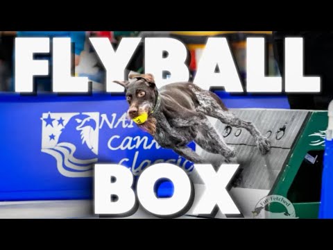 The Flyball Box- Explained