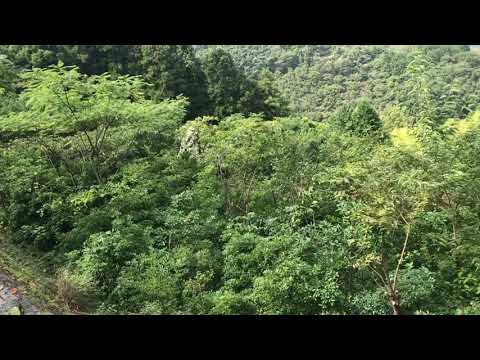 温帯落葉樹林 - 定義