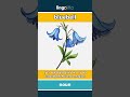 bluebell - a small woodland plant with... video thumbnail