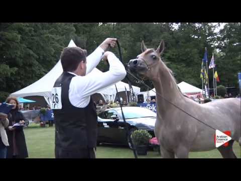 N.126 AJ AZZAM - Bruges 2015 International - Yearling Colts (Class 102A)