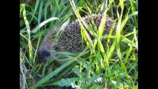 preview picture of video 'Ouriço-Cacheiro / European Hedgehog, in Tocha!'