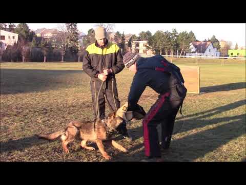 Romeo z Jukasu - obedience & protection - 7-8 months old