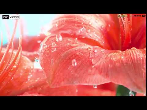 ProVision 4K SuperTV 55 นิ้ว รุ่น LT55G6 สีสันที่สะดุดตา สมจริงทุกมุมมอง